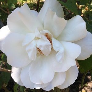 Meet your Posher, Maxi